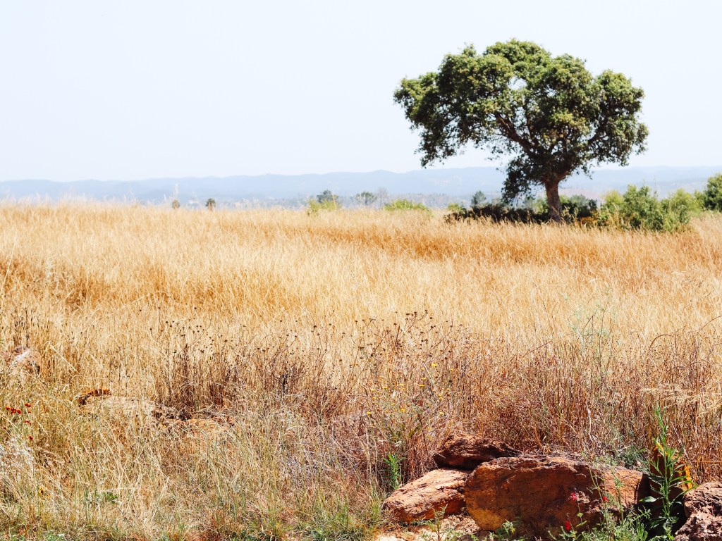 Life in Portugal vs Belgium: What changes when you&nbsp;move?