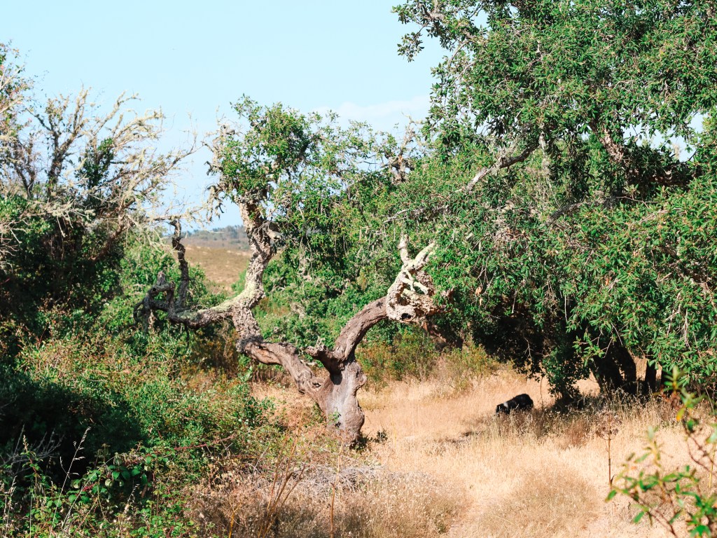 What “amanhã” means in Portugal (and how it changed my&nbsp;life)